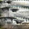 Wow! Ikan Kembung Mengandung Omega 3 Lebih Tinggi Dibanding Salmon, Cek Kandungan Nutrisinya yang Baik untuk Anak-anak